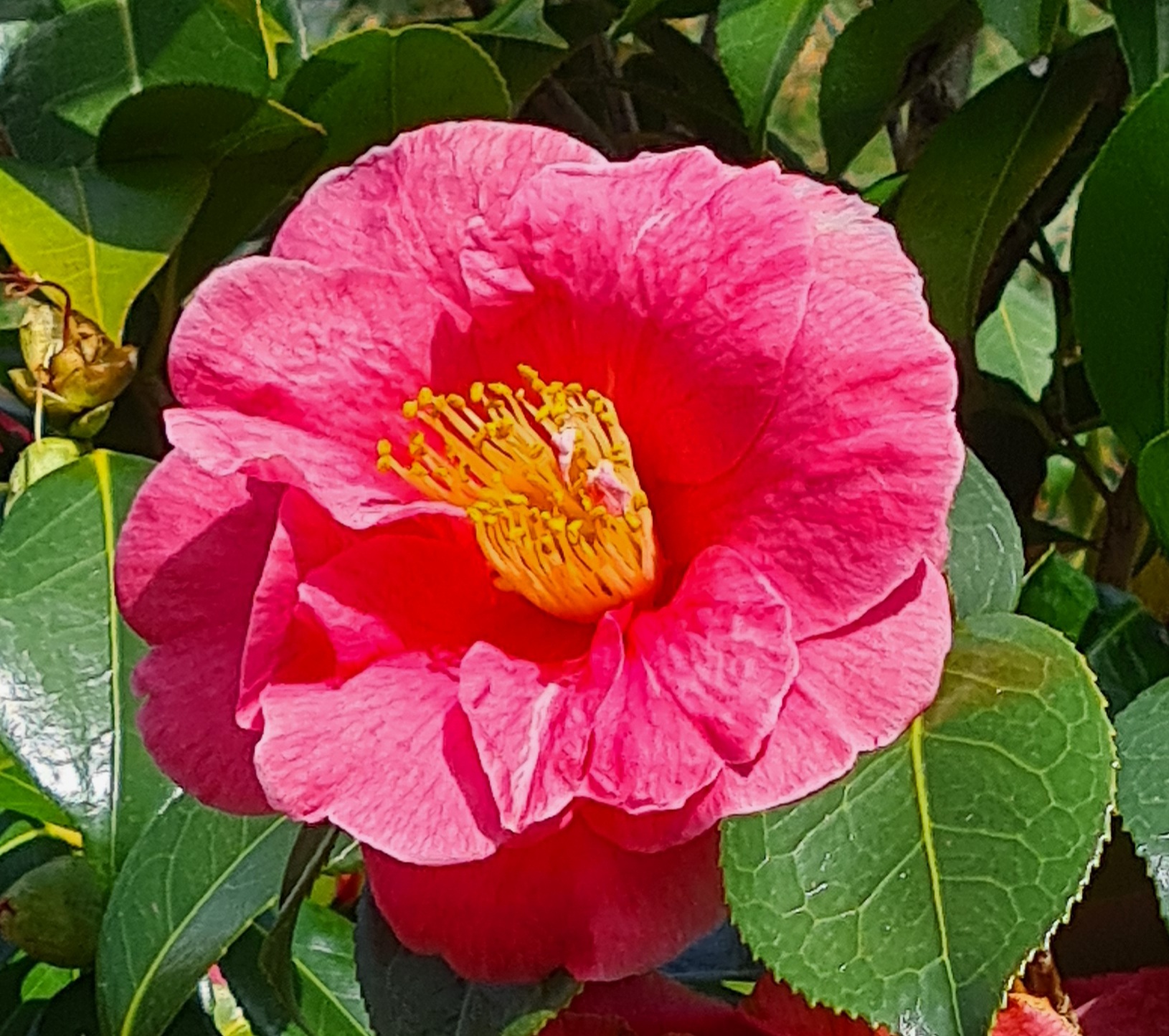 C. japonica 'Akashigata' AGM